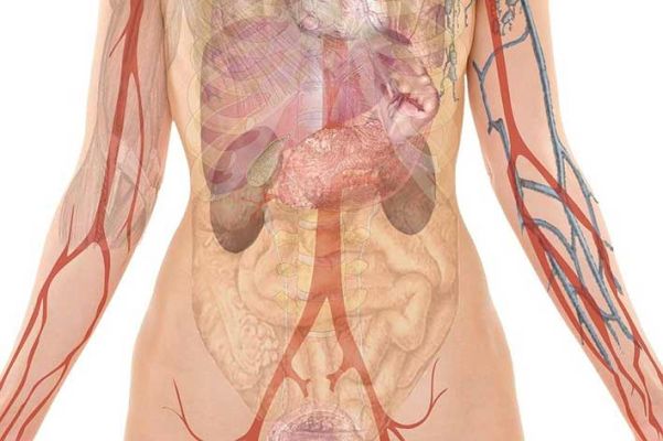 Anatomia e fisiologia dell’apparato digerente alto