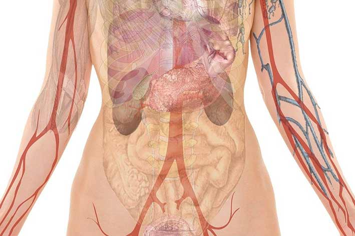 Anatomia e fisiologia dell’apparato digerente alto